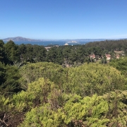 Ein Aussichtspunkt, der hoch oben über einem Park in San Francisco liegt. Man sieht viele grüne Bäume und den Ozean weit entfernt.